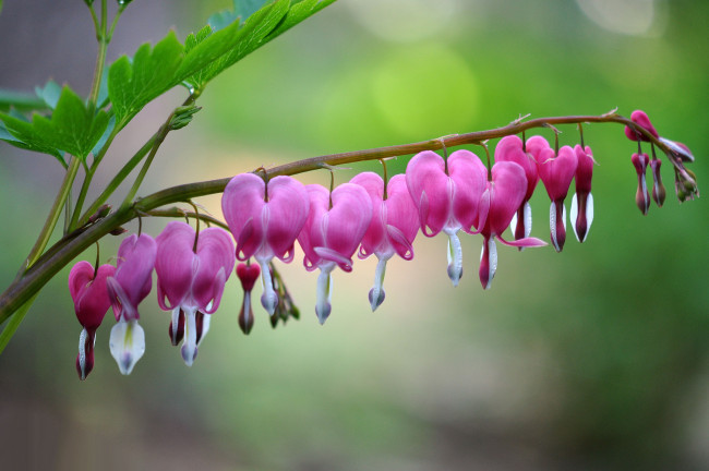 Обои картинки фото цветы, дицентра , разбитое сердце, дицентра, листья, стебель