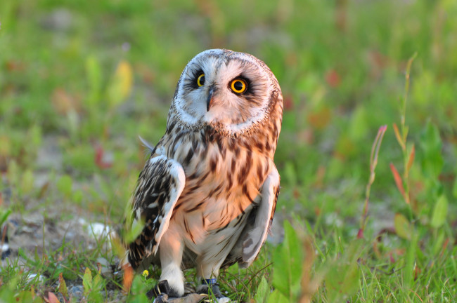 Обои картинки фото животные, совы, сова, птица, трава