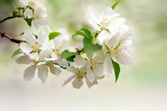 Обои картинки фото цветы, цветущие деревья ,  кустарники, цветущее, дерево, цветки, листья, весна