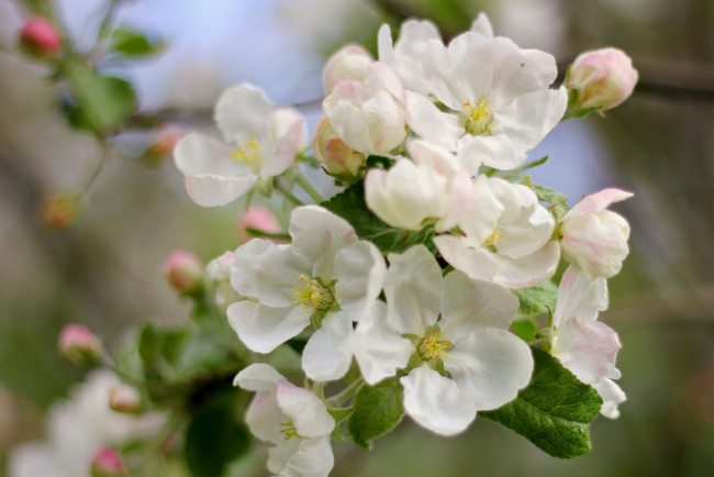 Обои картинки фото цветы, цветущие деревья ,  кустарники, цветущее, дерево, цветки, листья, весна
