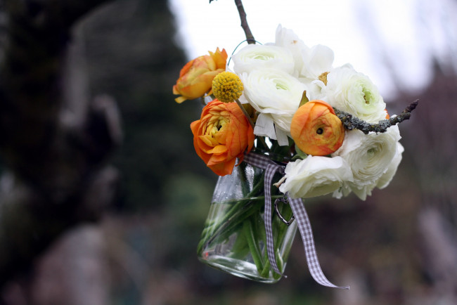 Обои картинки фото цветы, ранункулюс , азиатский лютик, ветка, бант