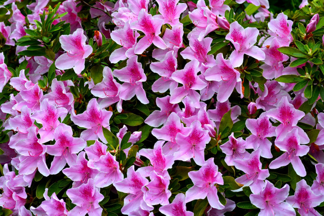 Обои картинки фото цветы, рододендроны , азалии, розовая, азалия, листья