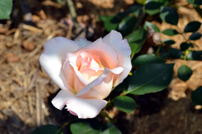 Обои картинки фото цветы, розы, бутон