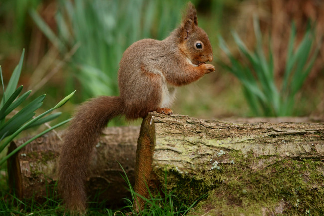 Обои картинки фото животные, белки, дерево, белка, трава, весна