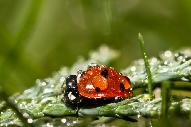 Обои картинки фото животные, божьи коровки, листья, капли, божья, коровка