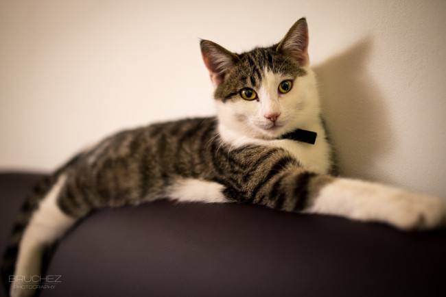 Обои картинки фото животные, коты, лежит, кошка, отдых