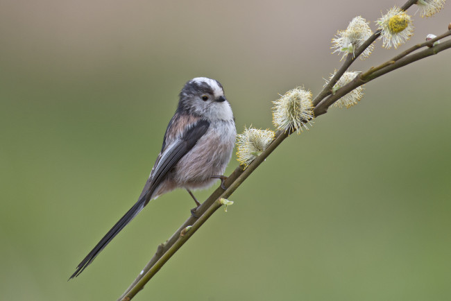 Обои картинки фото животные, птицы, птица, цветы, ветка, фон