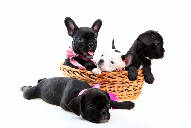 Обои картинки фото животные, собаки, белый, фон, щенки, корзина