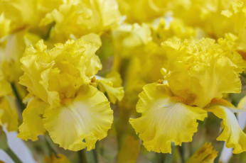 обоя цветы, ирисы, желтый, макро, ирис