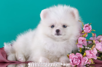 обоя животные, собаки, шпиц, милый, цветы