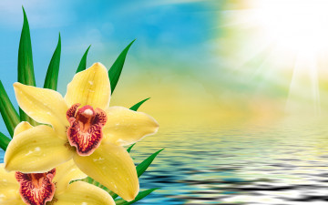 Картинка цветы орхидеи orchid flowers орхидея