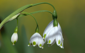 Картинка цветы подснежники +белоцветники +пролески