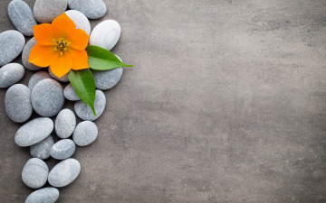 Картинка разное ракушки +кораллы +декоративные+и+spa-камни цветок камни