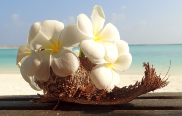 Картинка цветы плюмерия