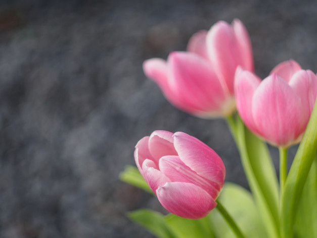 Обои картинки фото цветы, тюльпаны, боке, бутоны