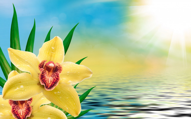 Обои картинки фото цветы, орхидеи, orchid, flowers, орхидея