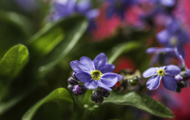 Обои картинки фото цветы, незабудки