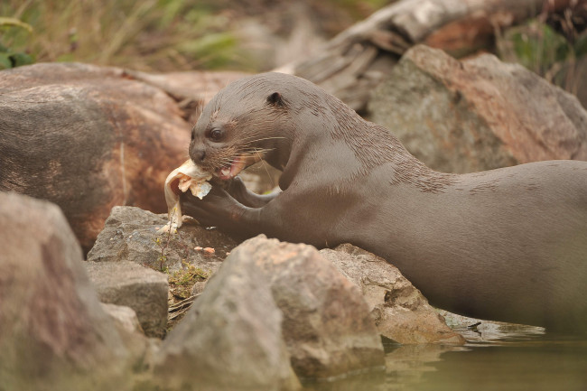 Обои картинки фото животные, выдры,  каланы,  ондатры, у, воды, обед, млекопитающие, выдра