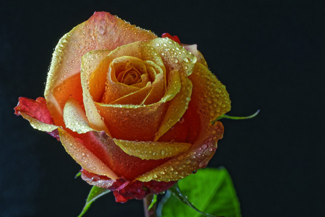 Обои картинки фото цветы, розы, роза