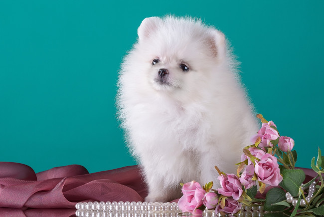 Обои картинки фото животные, собаки, милый, цветы, шпиц