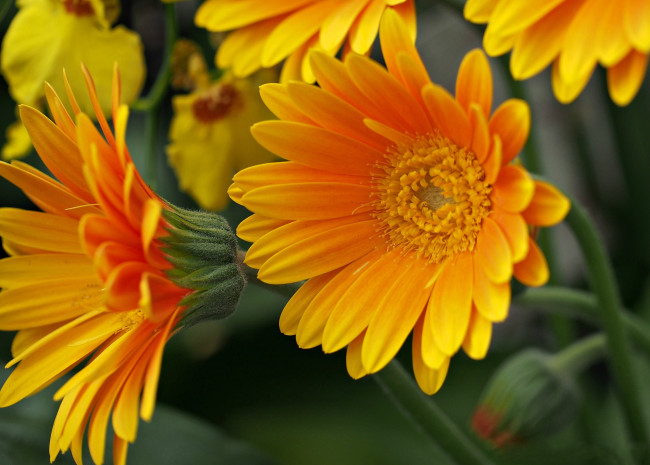 Обои картинки фото цветы, герберы, макро, лепестки