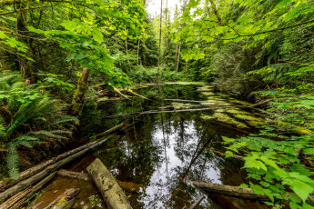 Картинка природа реки озера река лес