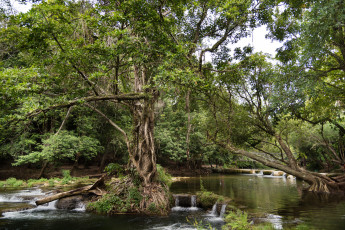 Картинка природа реки озера река лес