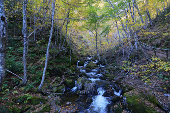 Картинка природа реки озера река лес