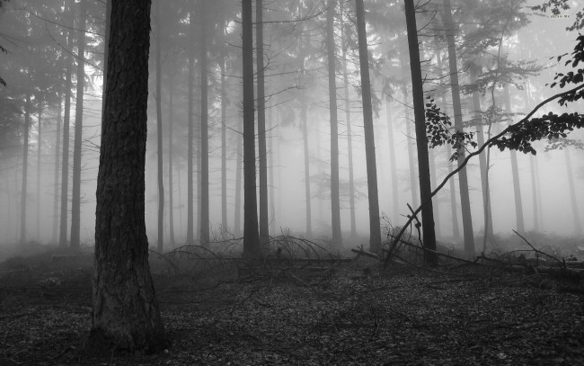 Обои картинки фото природа, лес, туман