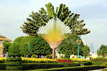 Картинка природа деревья пальма