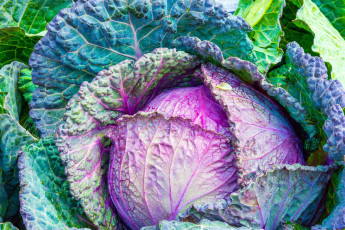 Картинка природа плоды кочан капуста макро