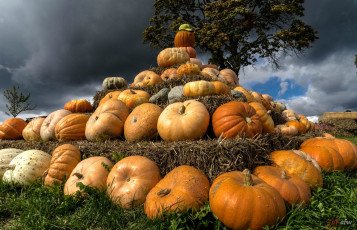 Картинка еда тыква снедь