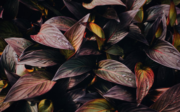 Картинка природа листья капли