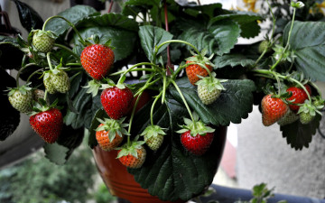 Картинка природа Ягоды клубника