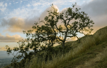 Картинка природа деревья простор