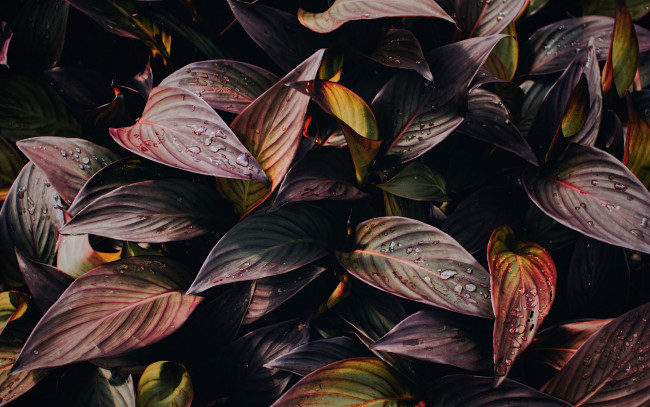 Обои картинки фото природа, листья, капли