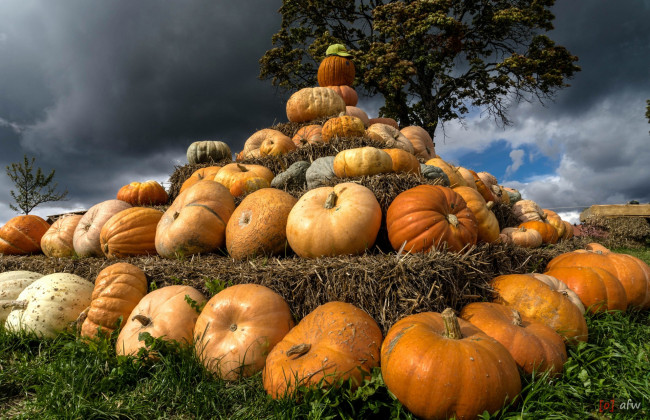 Обои картинки фото еда, тыква, снедь