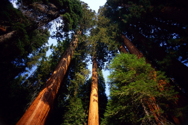 Обои картинки фото природа, деревья, сосны