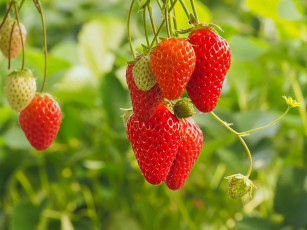 обоя природа, ягоды, боке, клубника