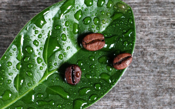 Картинка еда кофе +кофейные+зёрна капли лист кофейные зёрна