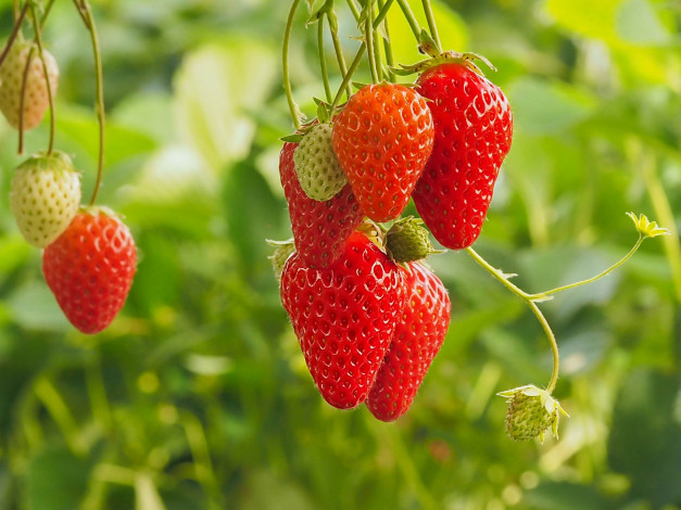 Обои картинки фото природа, ягоды, боке, клубника