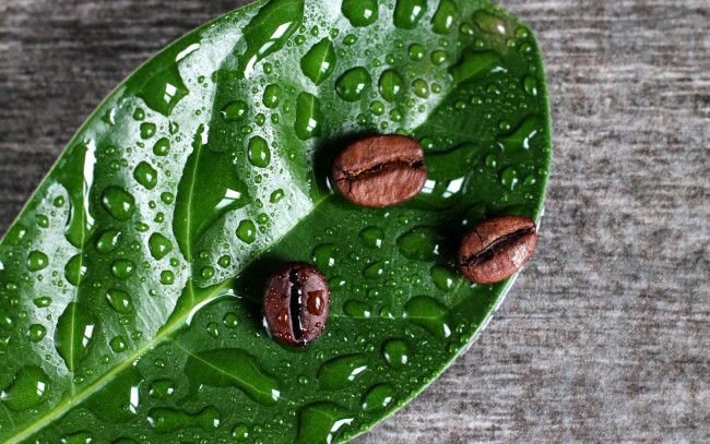 Обои картинки фото еда, кофе,  кофейные зёрна, капли, лист, кофейные, зёрна