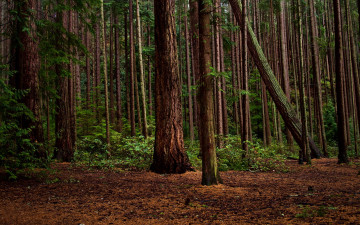Картинка природа лес сосны