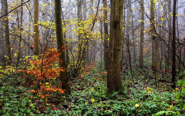 Обои картинки фото природа, лес, деревья