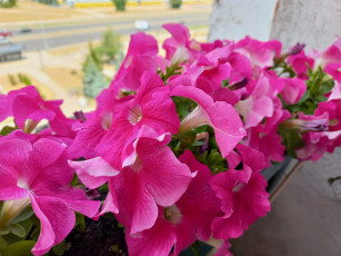 обоя цветы, петунии,  калибрахоа, розовая, петуния, много