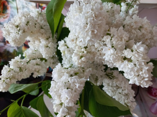 обоя цветы, сирень, белая, гроздья