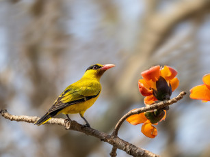 Картинка животные птицы птица