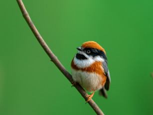 Картинка животные птицы птица