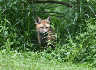 Картинка животные лисы лиса