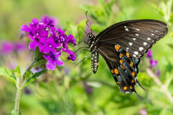 Картинка животные бабочки +мотыльки +моли бабочка